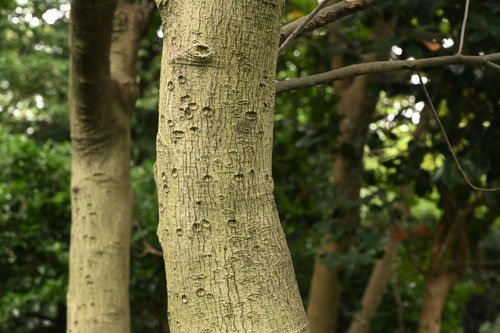 からたねおがたまの木,カラタネオガタマの木