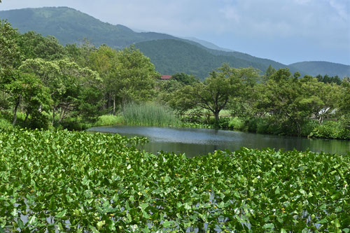 河骨,こうほね,コウホネ,水草