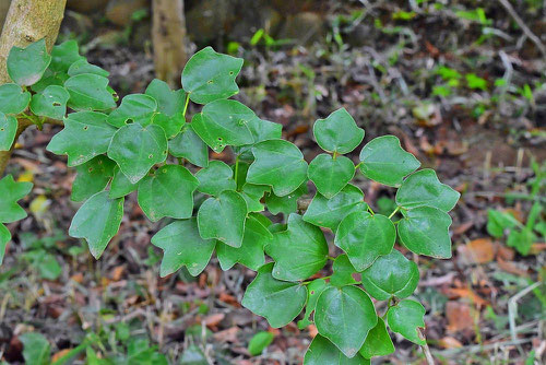 トウカエデ,Taiwan Trident maple