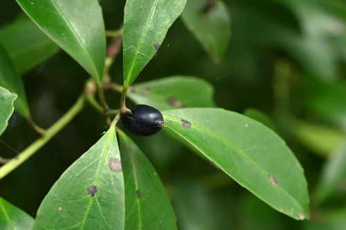 黒い実がなる木