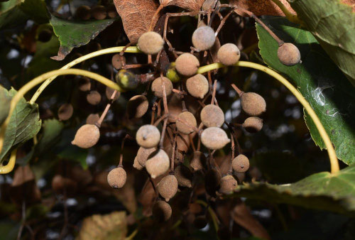 Japanese Linden,fruits,picture