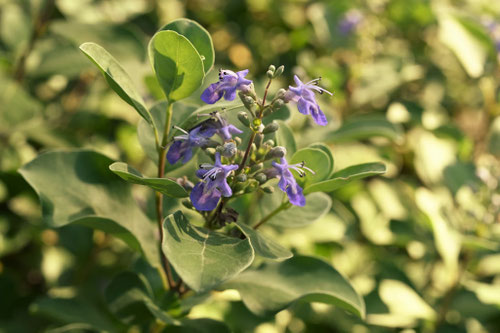 砂浜でも育つ花が綺麗な植物