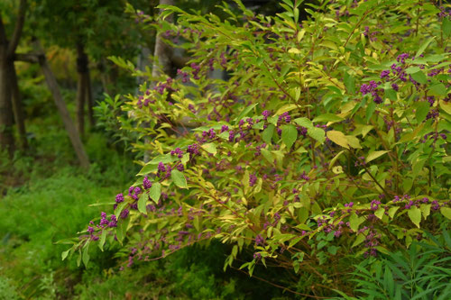コムラサキ,植物,こむらさき,小紫の木