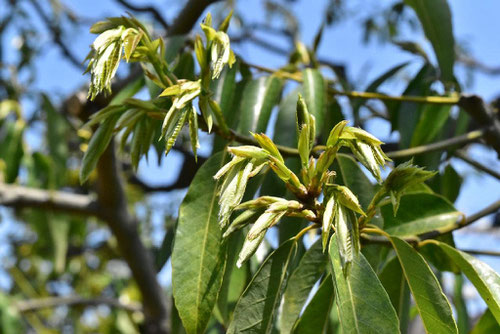 Bamboo-leafed oak