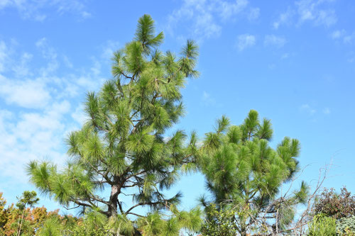 大王松,ダイオウショウ,樹木,だいおうまつ