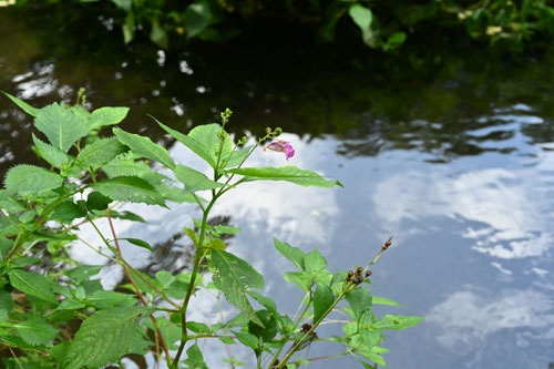 釣船草