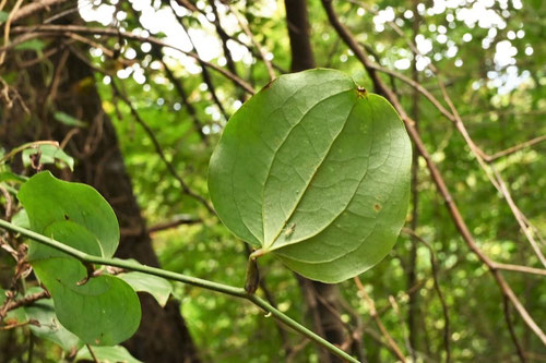 サルトリイバラ,植物,さるとりいばら