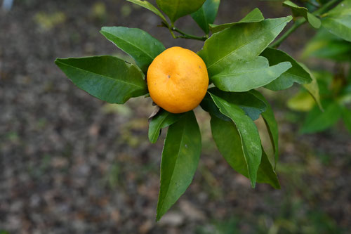 キシュウミカン