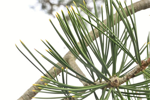 白松,white pine tree