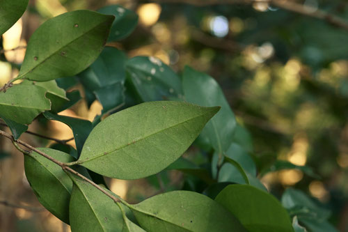 Japanese privet