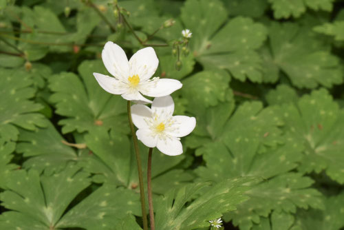 ニリンソウ,にりんそうの花,二輪草,植物