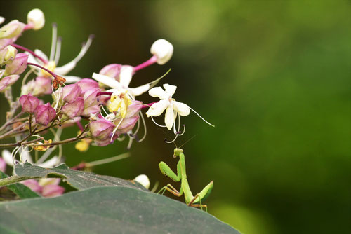 Harlequin glorybower