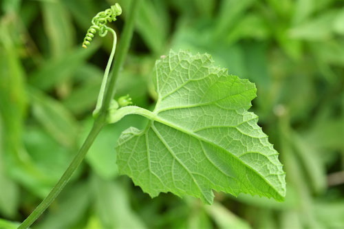 からすうり,烏瓜,植物,カラスウリ