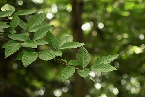 Japanese beech,leaf