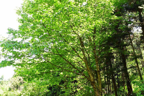 Japanese hophornbeam