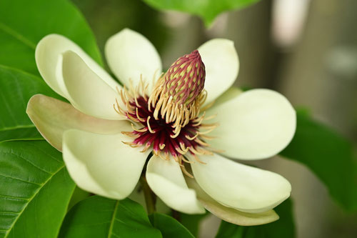 ホウノキの花,ほおのき,画像
