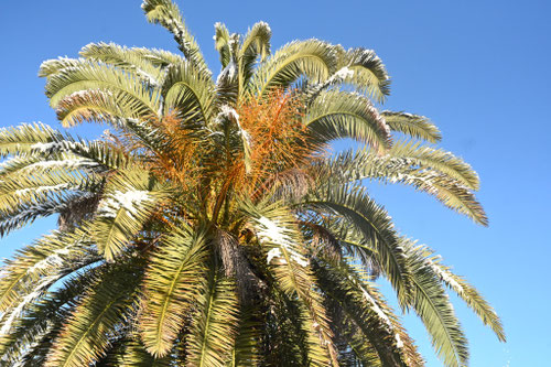 カナリーヤシ,フェニックス,椰子の木