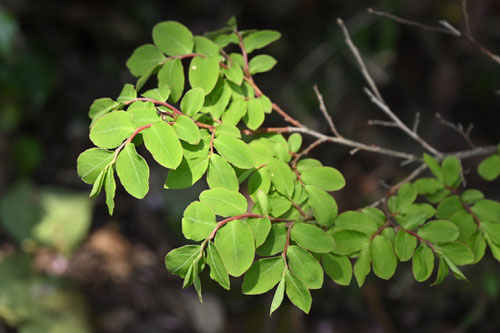 すのき,植物