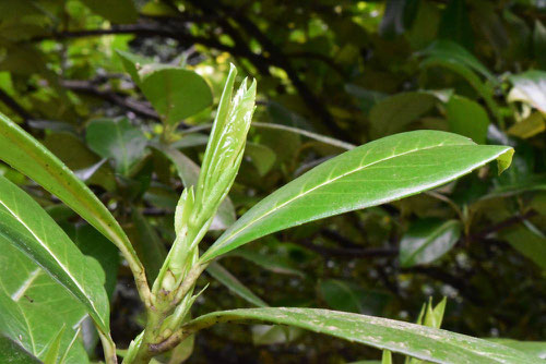 Cherry-laurel,leaf