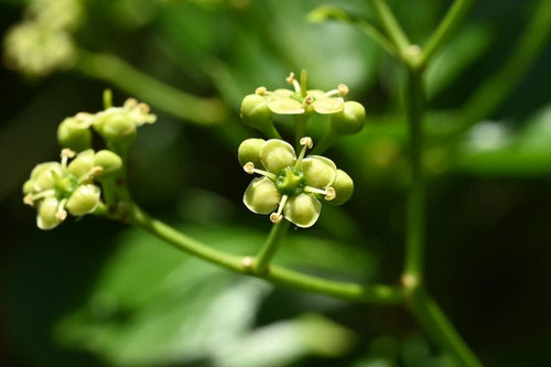 まさき,正木の木の花,マサキ