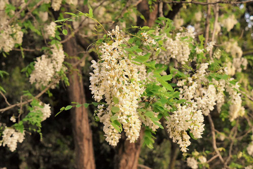 フジに似ている花,にせあかしあ,ニセアカシア