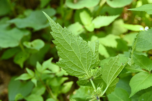 White dead-nettle
