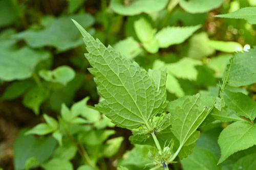 踊り子草,オドリコソウ,おどりこそう,White dead-nettle