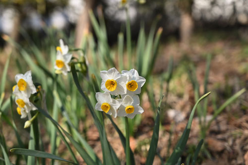 スイセンの花,水仙,毒