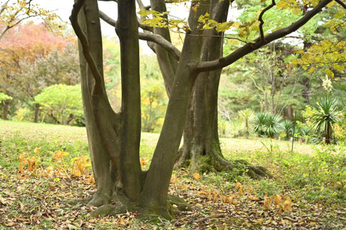 はくうんぼく,白雲木