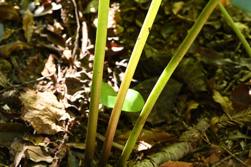 ツワブキ,食べる,つわぶき