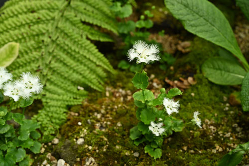 しらひげそう,植物