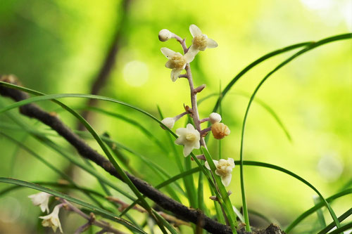 リュウノヒゲの開花時期