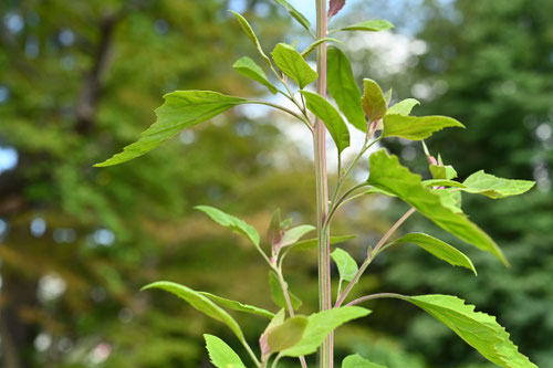 アカザ,あかざ,植物