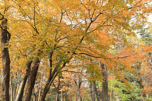 うわみずざくら,ウワミズザクラ,紅葉,黄葉