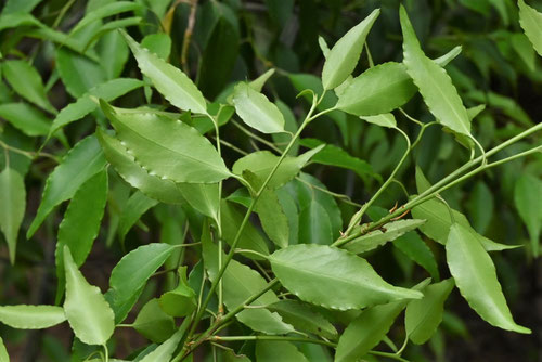 ハイノキ,庭木,はいのき,植物