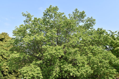 apricot tree