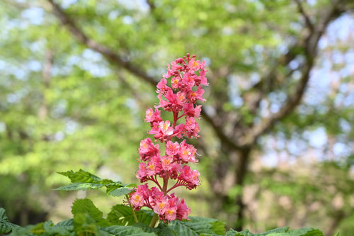 赤い花の栃ノ木,ベニバナトチノキ