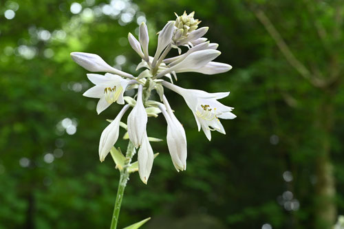 擬宝珠,山菜