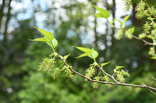 やまぐわ,桑の花,画像,ヤマグワ