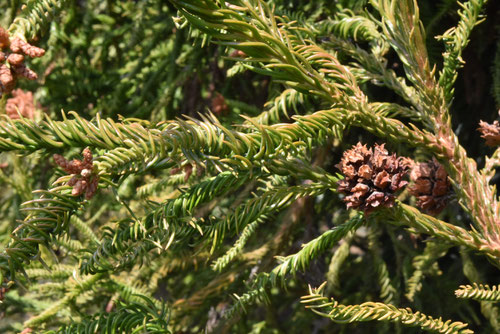 variety of Japanese cedar