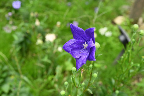 ききょうの花,品種