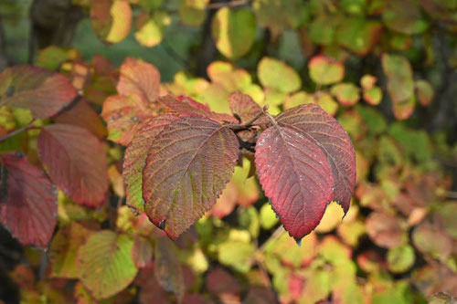 Japanese Snowball,red leaf