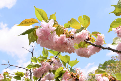 楊貴妃桜,開花時期,ようきひ