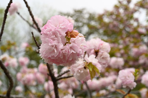 楊貴妃桜,開花時期,ようきひ,桜