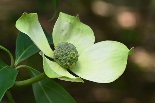 ヒマラヤヤマボウシ,花,ひまらややまぼうし