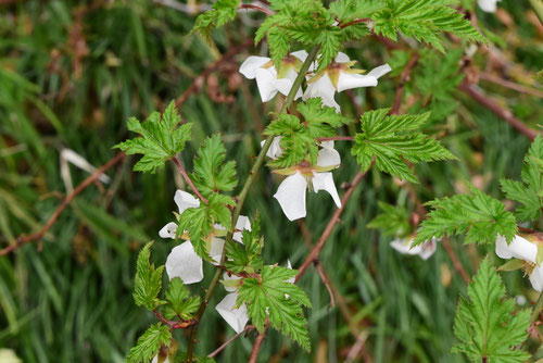 Japanese wild raspberry