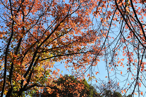 ニッサという木,にっさ,世界三大紅葉樹