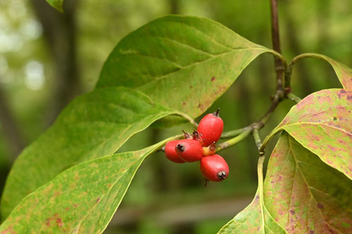 flowering dogwood,fruits