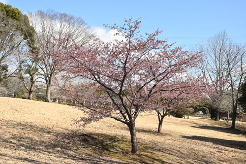 河津桜の木,カワズザクラ.カワヅザクラ