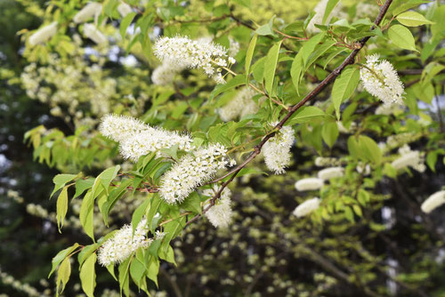 うわみずざくら,上溝桜,花